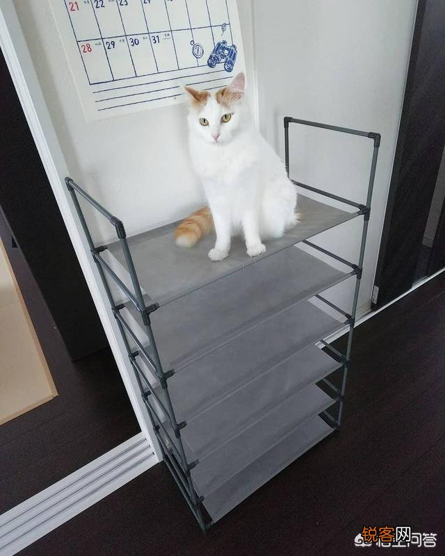 猫咪为什么会埋自己的粪便？