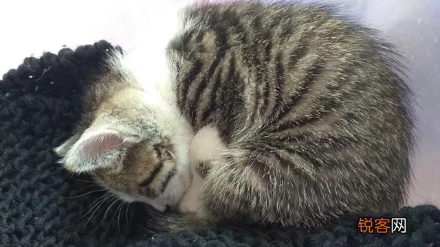 食肉动物吃生肉,牙齿是不是比我们人类还臭？