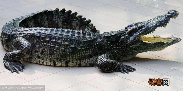 食肉动物吃生肉,牙齿是不是比我们人类还臭？