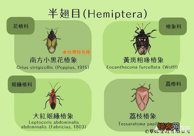狮子为什么是十大最臭动物之一？