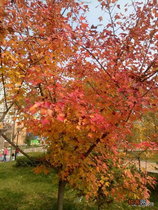 如何正确解读余秀华《南京的老虎》这首诗？