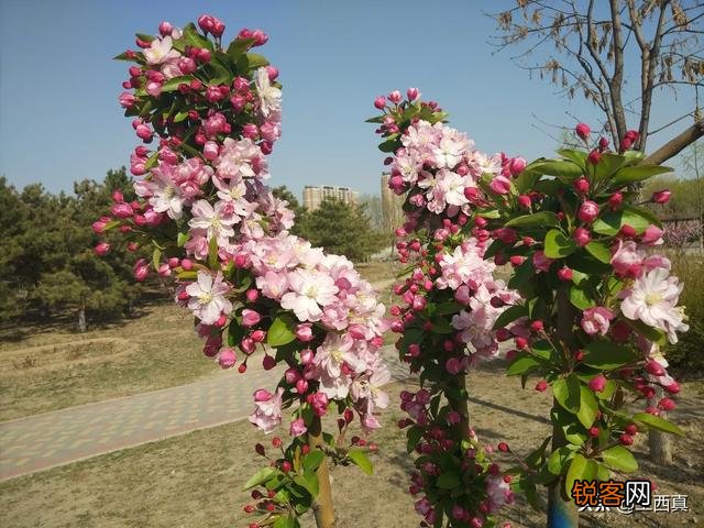 点评,解读一下,你对这首《致余秀华-一位真诚的诗人》的看法？