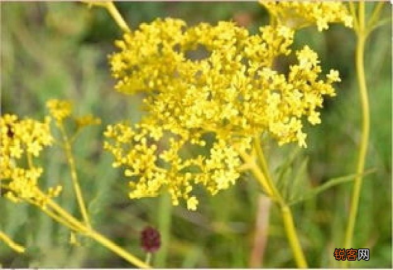 黑柴胡和北柴胡的区别