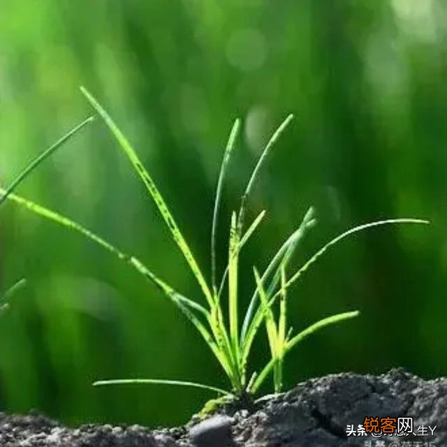 你如何看待余秀华的诗和为人呢？