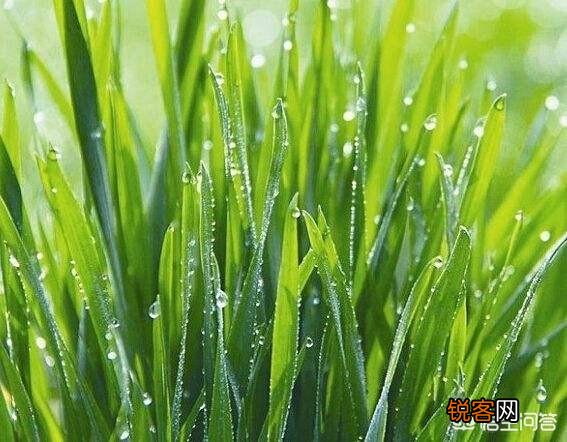 这些年来,现代诗基本上是自娱自乐。但为什么余秀华的诗很好懂,民间拥趸那么多？