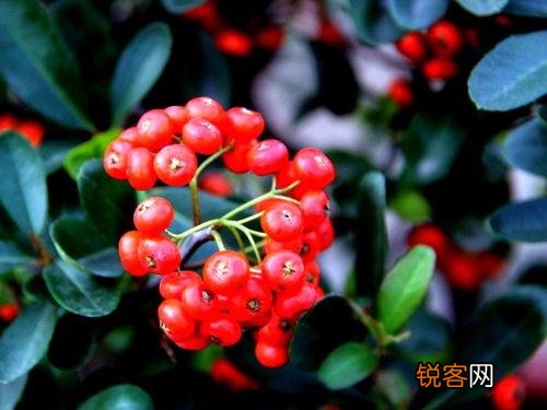 最能代表余秀华心路内在表述的一首诗歌是哪个呢？