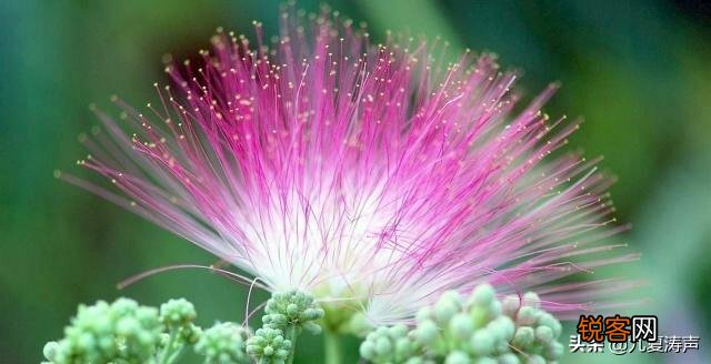 如何看待余秀华的睡你诗？