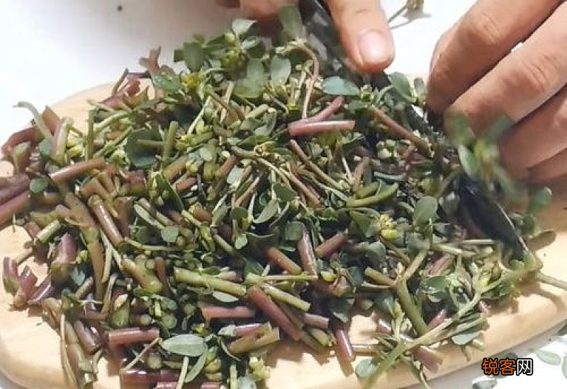 马齿苋加花椒的功效