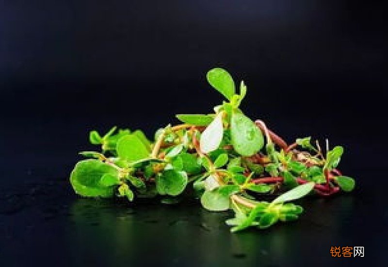 马齿苋副作用和使用禁忌