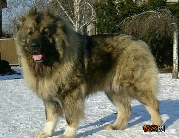 高加索可以打得过加纳利吗？为什么？