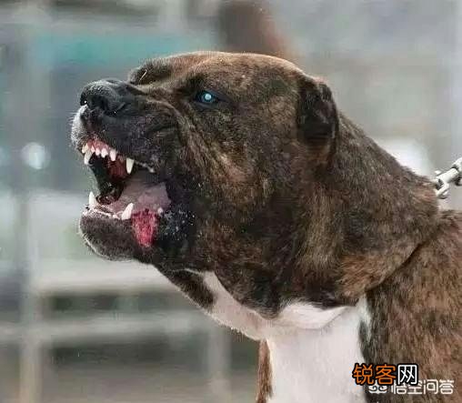 高加索可以打得过加纳利吗？为什么？