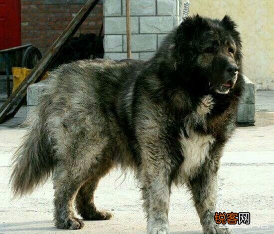 高加索可以打得过加纳利吗？为什么？