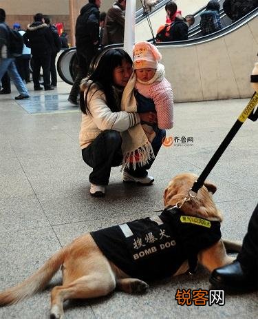 两只高加索会比老虎厉害吗？