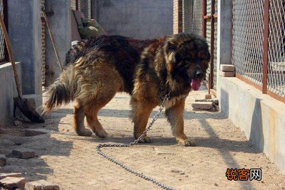 两只高加索会比老虎厉害吗？