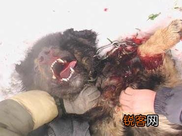 两只高加索会比老虎厉害吗？