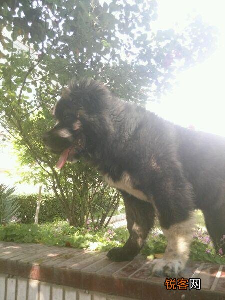 两只高加索会比老虎厉害吗？