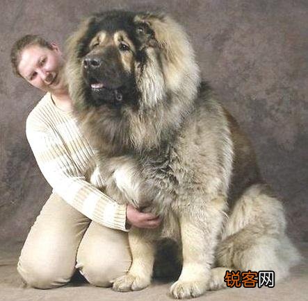 两只高加索会比老虎厉害吗？