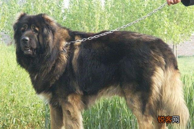 两只高加索会比老虎厉害吗？