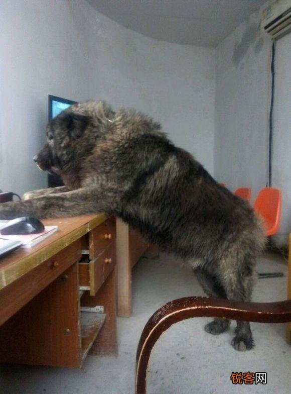 两只高加索会比老虎厉害吗？