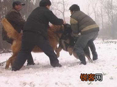 两只高加索会比老虎厉害吗？