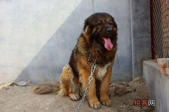 两只高加索会比老虎厉害吗？