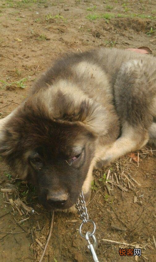 两只高加索会比老虎厉害吗？