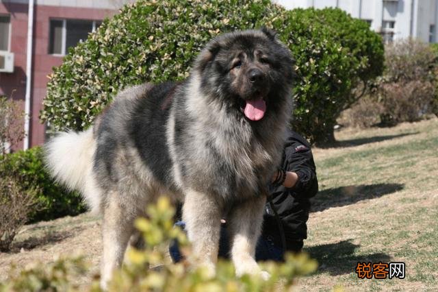 两只高加索会比老虎厉害吗？