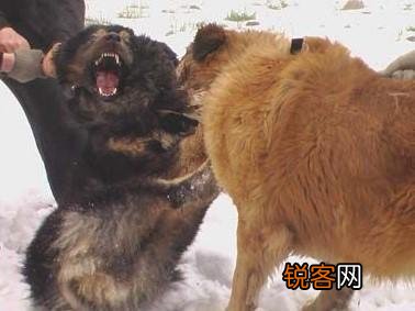 两只高加索会比老虎厉害吗？