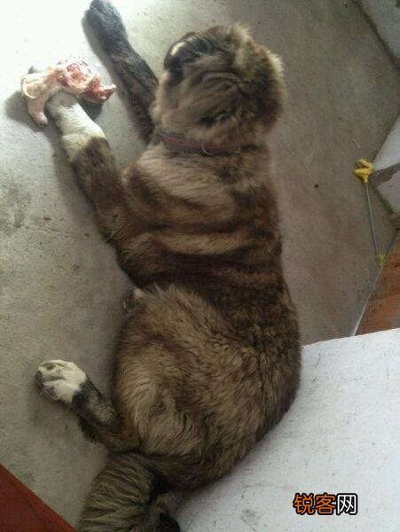 两只高加索会比老虎厉害吗？