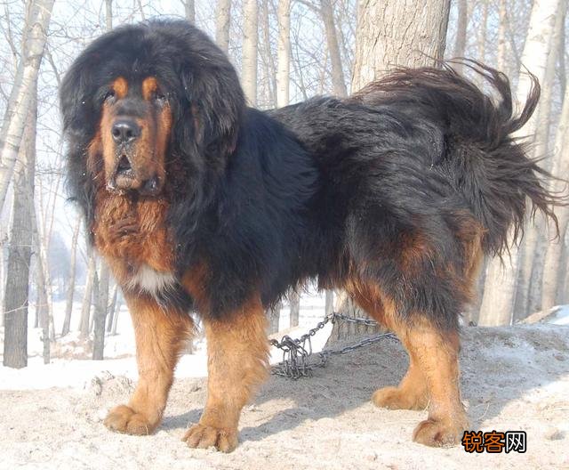 两只高加索会比老虎厉害吗？