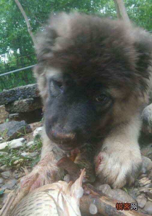 两只高加索会比老虎厉害吗？