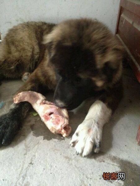 两只高加索会比老虎厉害吗？