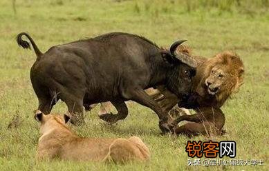 白肢野牛和非洲野牛哪个战斗力更强、牛角更有杀伤力？