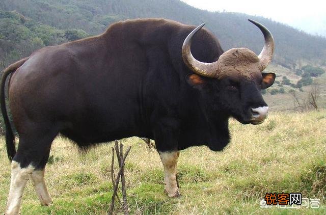 白肢野牛和非洲野牛哪个战斗力更强、牛角更有杀伤力？