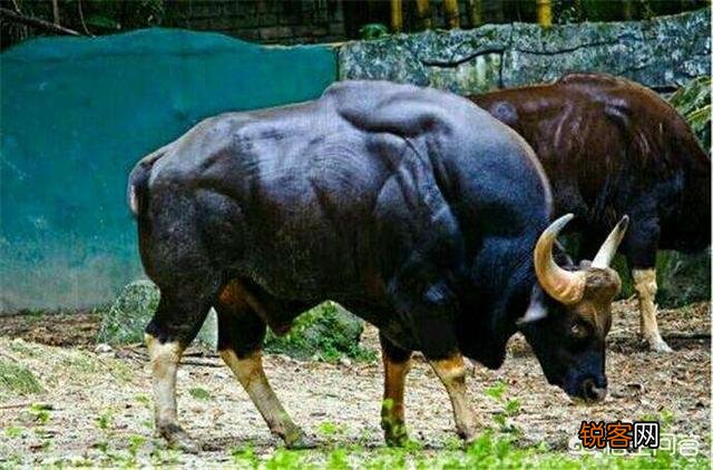 白肢野牛和非洲野牛哪个战斗力更强、牛角更有杀伤力？