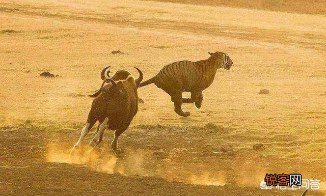 白肢野牛和非洲野牛哪个战斗力更强、牛角更有杀伤力？