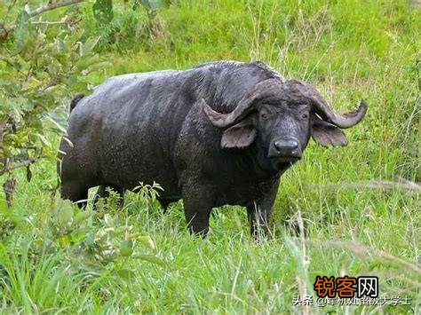 白肢野牛和非洲野牛哪个战斗力更强、牛角更有杀伤力？