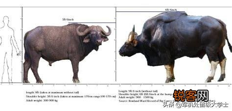 白肢野牛和非洲野牛哪个战斗力更强、牛角更有杀伤力？
