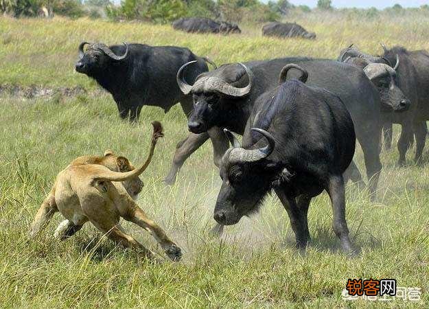 白肢野牛和非洲野牛哪个战斗力更强、牛角更有杀伤力？