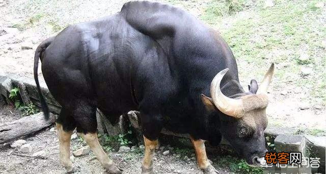 白肢野牛和非洲野牛哪个战斗力更强、牛角更有杀伤力？