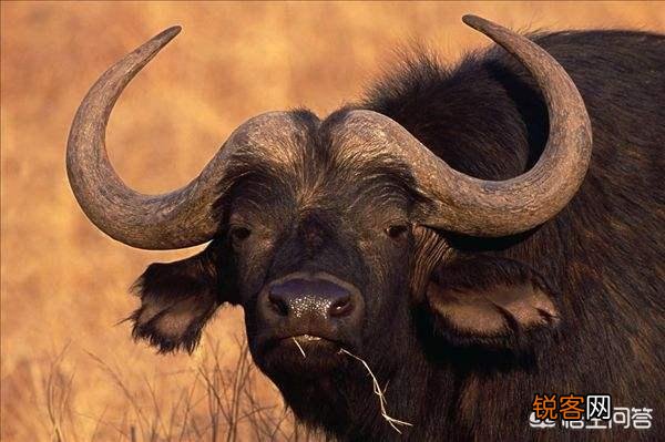 白肢野牛和非洲野牛哪个战斗力更强、牛角更有杀伤力？