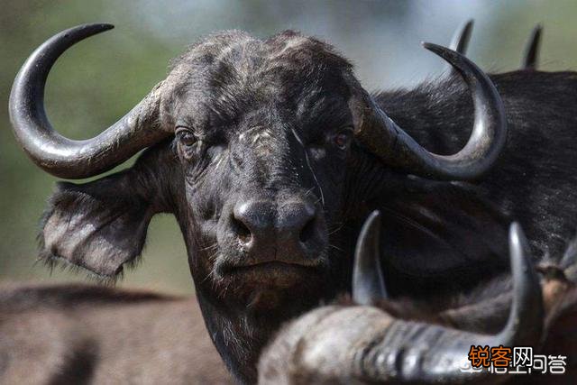 白肢野牛和非洲野牛哪个战斗力更强、牛角更有杀伤力？