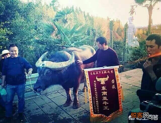 非洲水牛VS白肢野牛谁厉害呢？