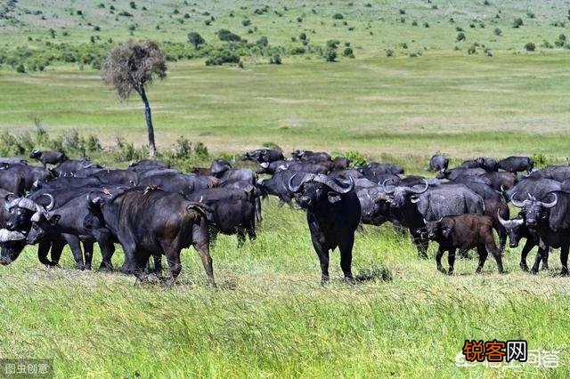 非洲水牛VS白肢野牛谁厉害呢？