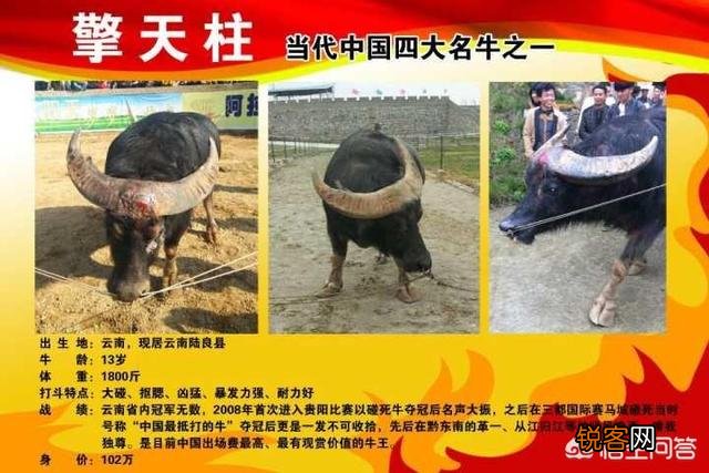 非洲水牛VS白肢野牛谁厉害呢？