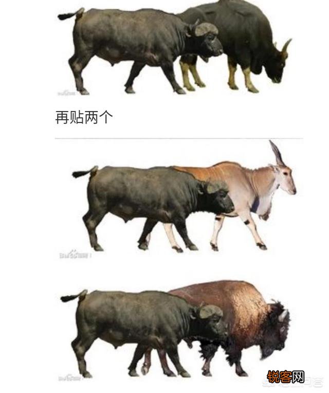 非洲水牛VS白肢野牛谁厉害呢？