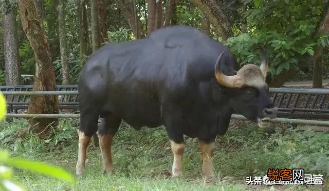 非洲水牛VS白肢野牛谁厉害呢？