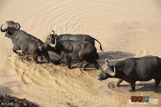 非洲水牛VS白肢野牛谁厉害呢？