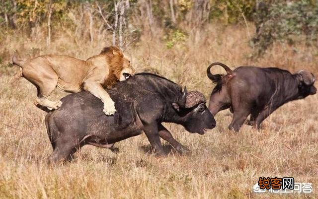 非洲水牛VS白肢野牛谁厉害呢？