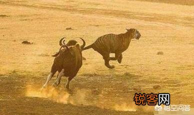 非洲水牛VS白肢野牛谁厉害呢？